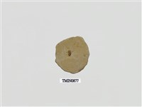 藏品(白堊紀鼓豆蟲化石)的圖片